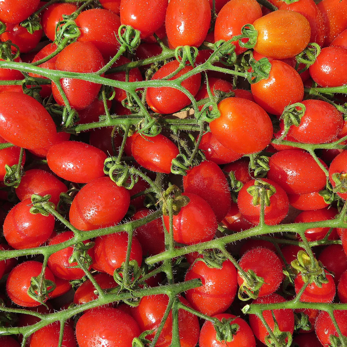 Pomodorino Marsalino